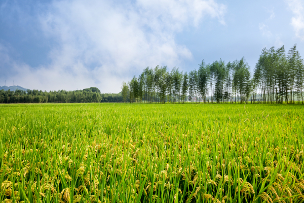 致遠(yuǎn)互聯(lián) 泰禾國際 協(xié)同運(yùn)營平臺 COP 